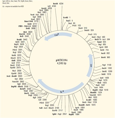 pACYC184 Vector