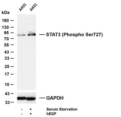 STAT3 (Phospho Ser727) (PT0911R) PT® Rabbit mAb