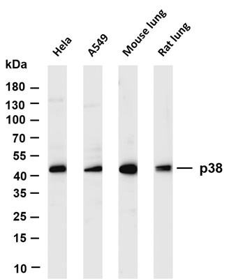 p38 (PT0436R) PT® Rabbit mAb