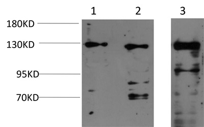 JAK1 (3F12) Mouse mAb