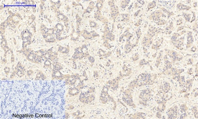 JAK2 (Phospho Tyr1007) Rabbit pAb