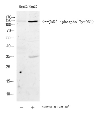 JAK2 (Phospho Tyr931) Rabbit pAb