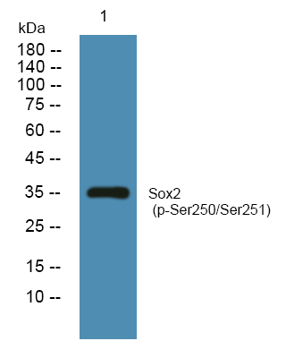 Sox2 (Phospho Ser250/251) Rabbit pAb