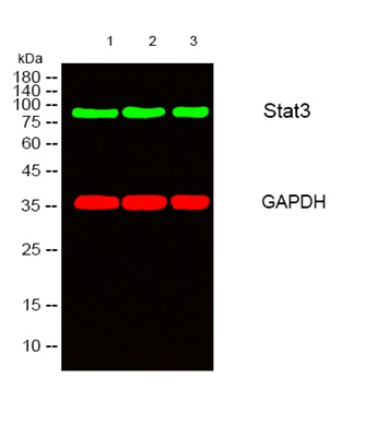 STAT3 (PT0496R) PT® Rabbit mAb