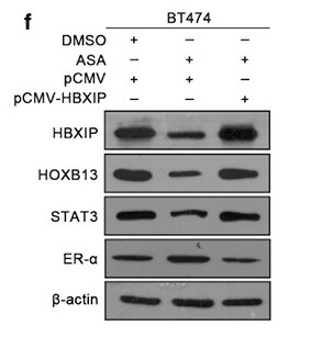 STAT3 (PT0496R) PT® Rabbit mAb