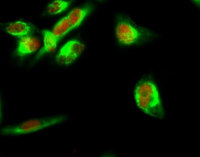 STAT3 (PT0496R) PT® Rabbit mAb
