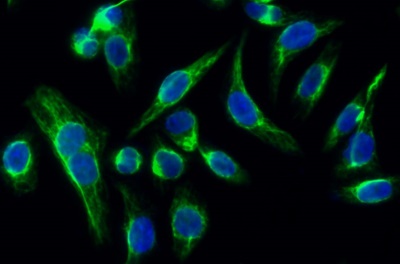 p38 (PT0436R) PT® Rabbit mAb