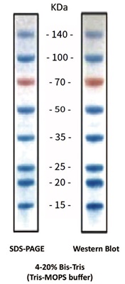 AceColor™ Prestained Protein Marker (15-140 kDa)