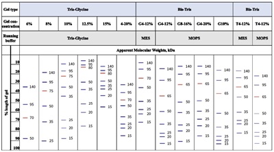 AceColor™ Prestained Protein Marker (15-140 kDa)