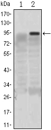 GKLF Mouse mAb