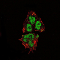 SOX-2 Mouse mAb