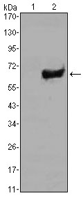 SOX-2 Mouse mAb