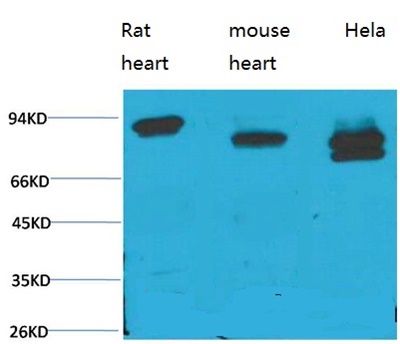 STAT3 (PTR1364) Mouse mAb
