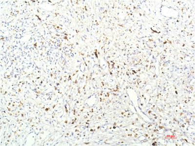JAK1 (7G6) Mouse mAb