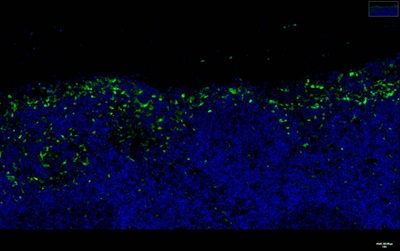 p38 (PT0436R) PT® Rabbit mAb