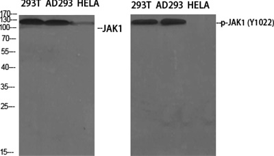JAK1 (phospho Tyr1034) Polyclonal Antibody
