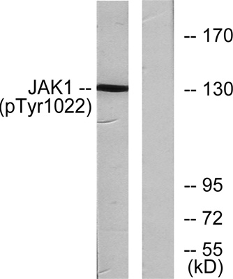 JAK1 (phospho Tyr1034) Polyclonal Antibody