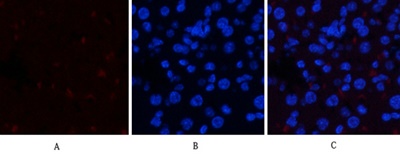 JAK1 (phospho Tyr1034) Polyclonal Antibody