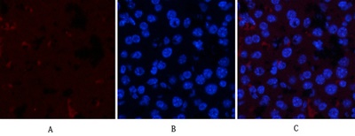 JAK1 (phospho Tyr1034) Polyclonal Antibody