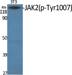 JAK2 (Phospho Tyr1007) Rabbit pAb