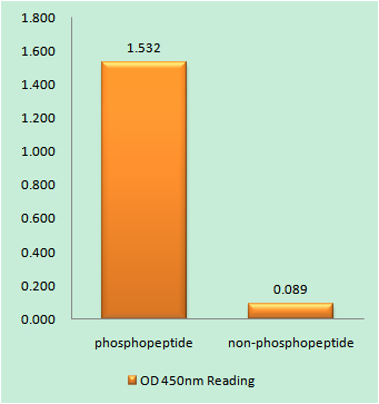 eIF4B (Phospho Ser422) Rabbit pAb