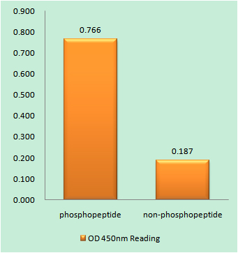 JAK2 (Phospho Tyr570) Rabbit pAb