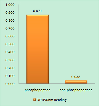 JAK2 (Phospho Tyr221) Rabbit pAb