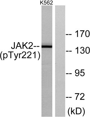 JAK2 (Phospho Tyr221) Rabbit pAb
