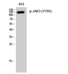 JAK3 (Phospho Tyr785) Rabbit pAb