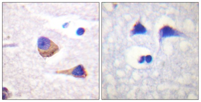 JAK3 (Phospho Tyr785) Rabbit pAb