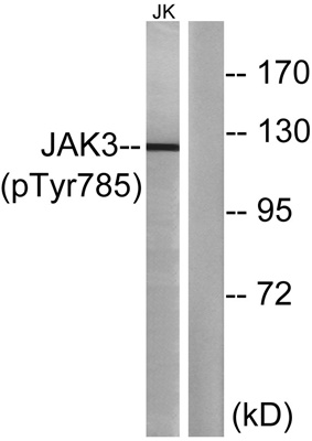 JAK3 (Phospho Tyr785) Rabbit pAb
