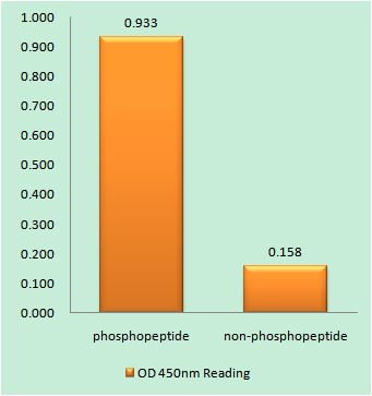 JAK2 (Phospho Tyr931) Rabbit pAb