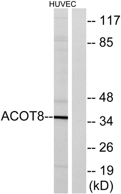 ACOT8 Rabbit pAb
