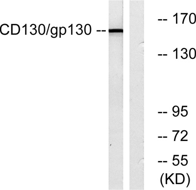 CD130 Rabbit pAb