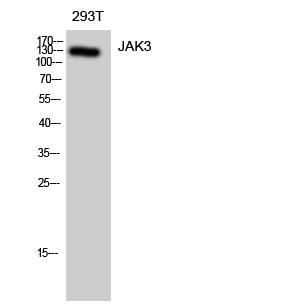 JAK3 (PT0405R) PT® Rabbit mAb