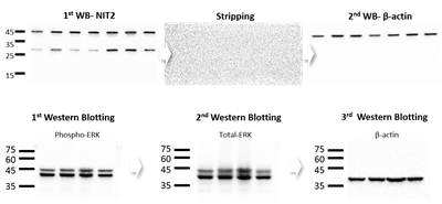 NuBlot™ Stripping Buffer, 5X