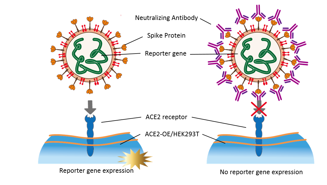 Pseudovirus Neutralizing Antibody Assay