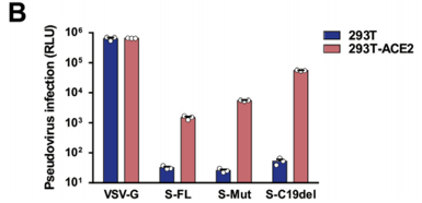 SARS-CoV-2 S Protein C-ter modification improved infectivity