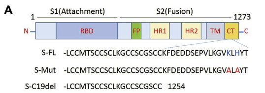 SARS-CoV-2 S Protein C-ter modification improved infectivity