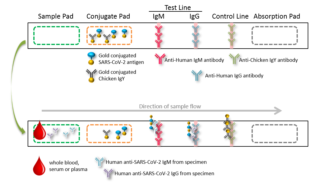 Testing Principles of ACE COVID-19 IgG/IgM Rapid Test Kit:  The SARS-CoV-2 antibody was detected by IgG/IgM and indirect principle and colloidal gold immunochromatography.