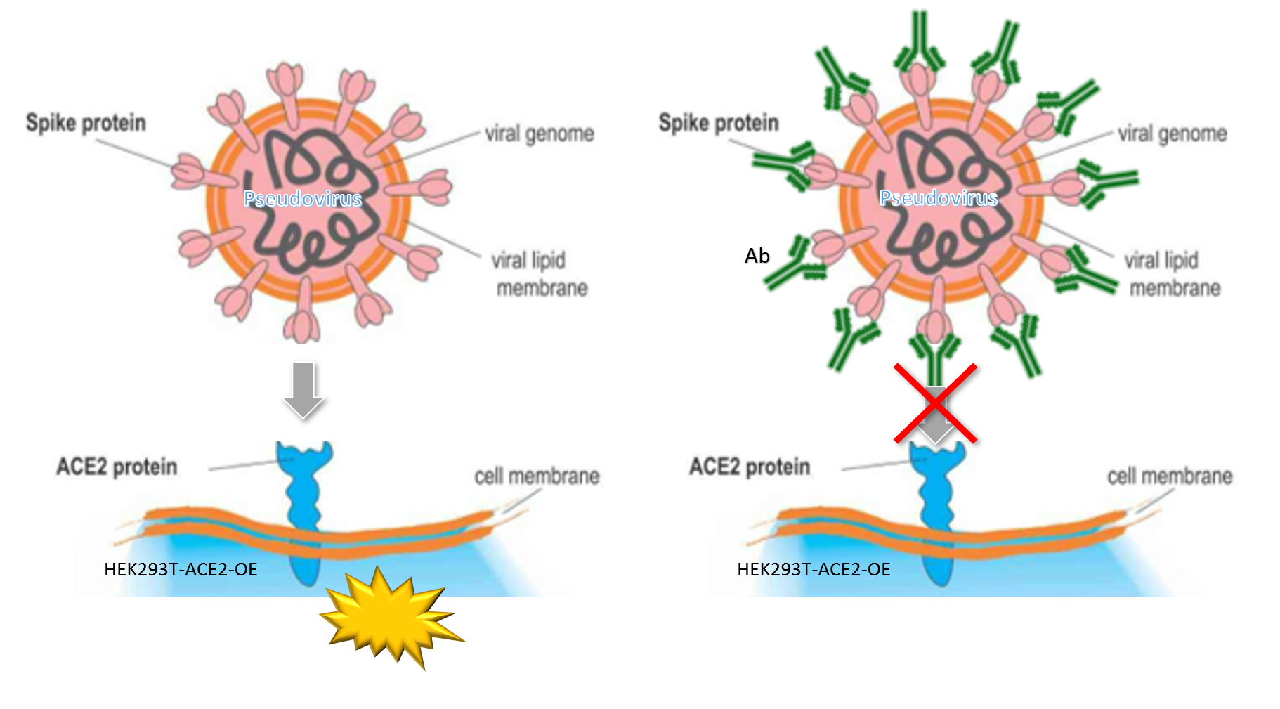 Pseudovirus-SARS-CoV-2