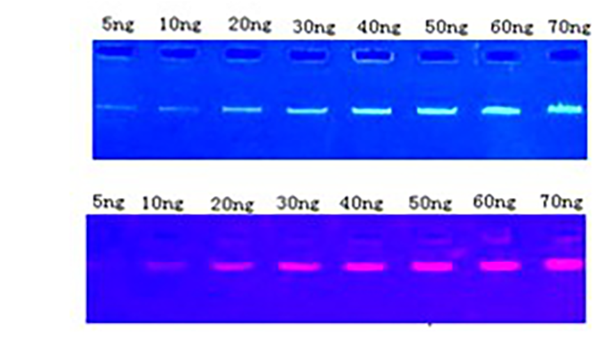 SafeView Nucleic Acid stain
