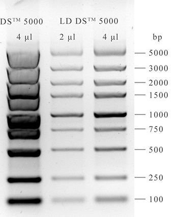 NARed Nucleic Acid stain