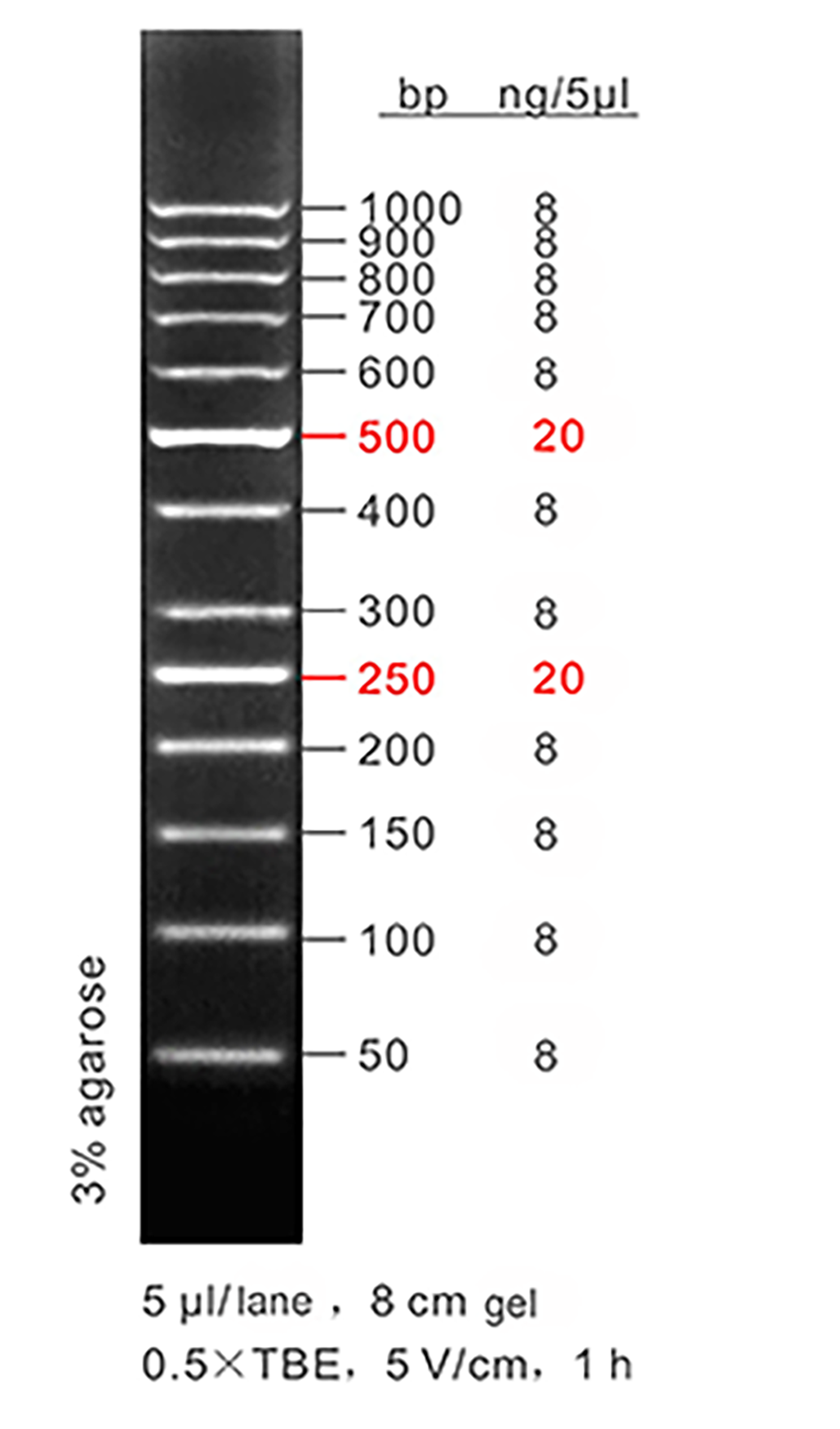 50 bp DNA ladder, LD, 50-1000bp