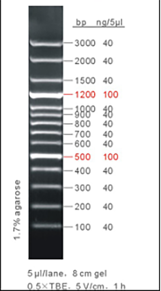 100 bp DNA ladder, 100-3000bp