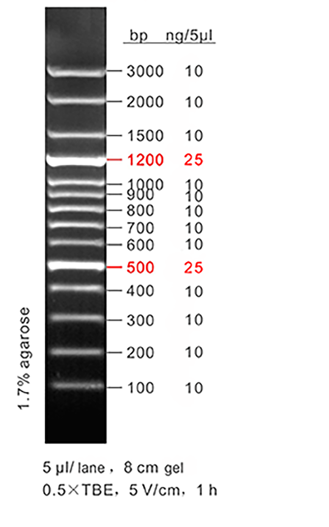 100 bp DNA ladder, LD, 100-3000bp