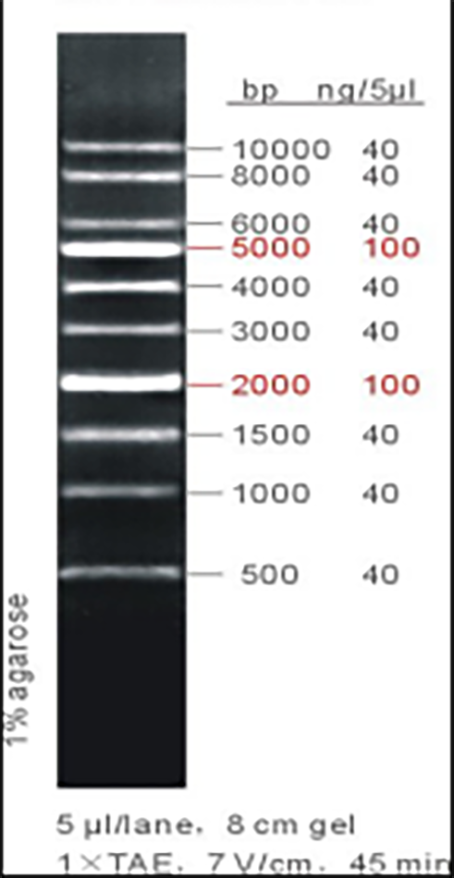 1 kb DNA ladder, 50-10000bp