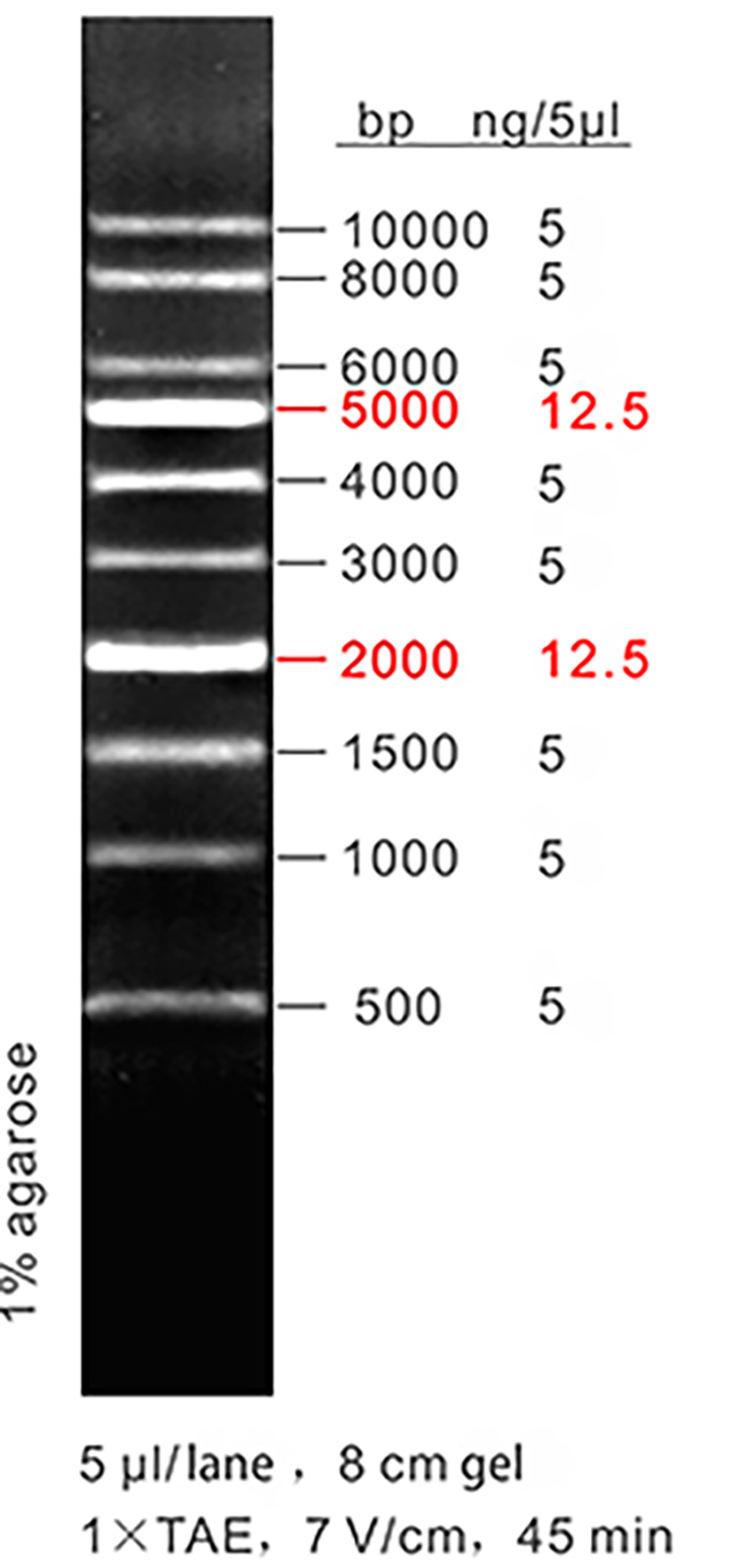 1 kb DNA ladder, LD, 50-10000bp