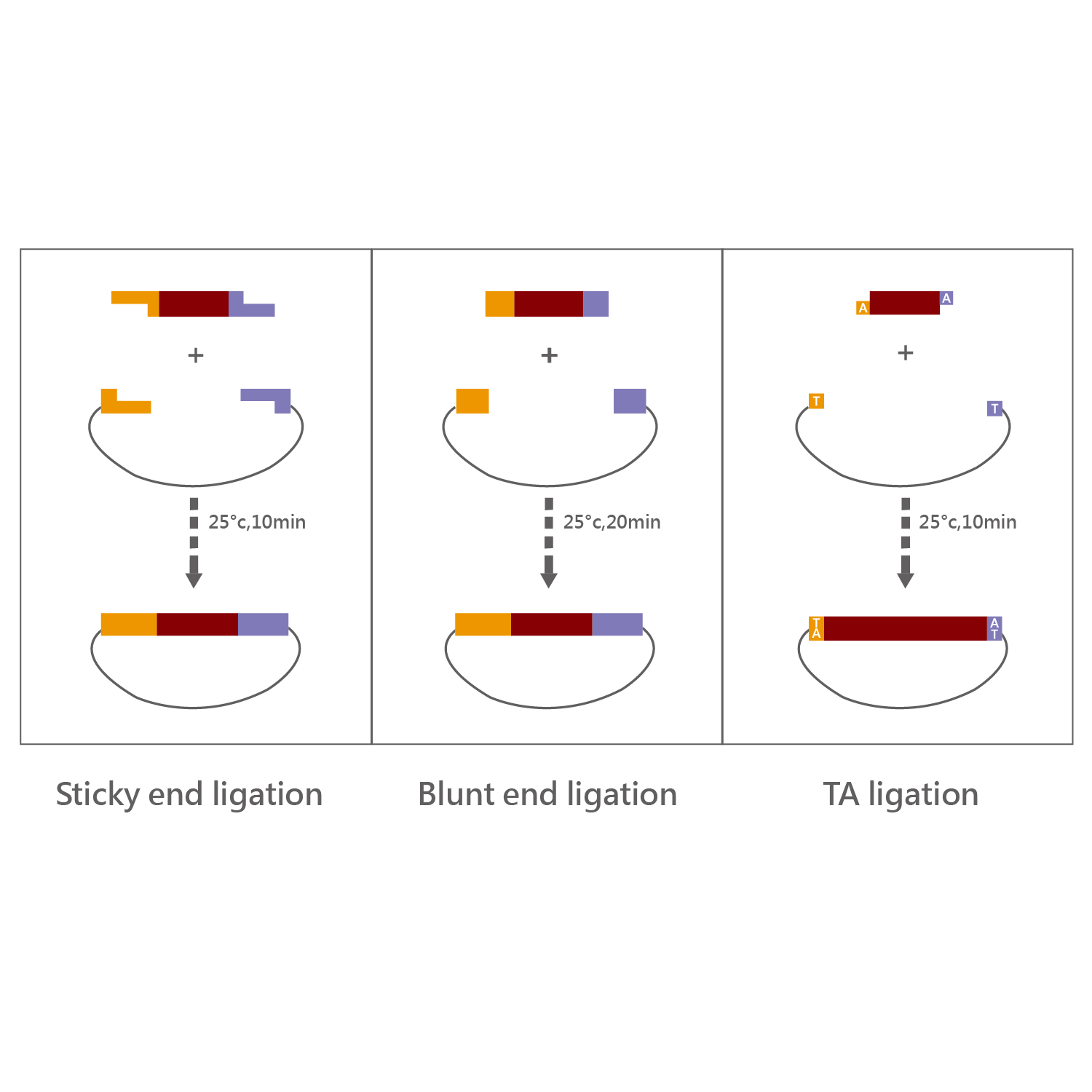 ACEQuick ligation Kit