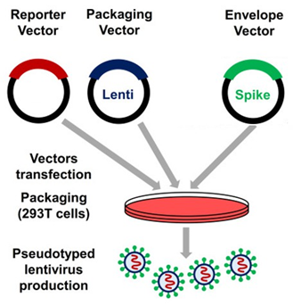ACE Biolabs suggest to use the lentiviral packaging system to generate SARS-CoV-2 pseudovirus. 